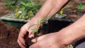 Homegrown Amendment Adopted in Dutch Cultivation Bill | Cannabis News Network