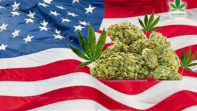 America-Cannabis-News-Network-720p-compressor