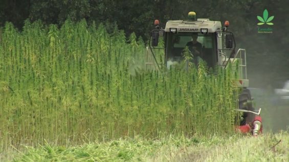 Hemp Products of the Year 2019